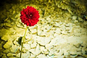 Lannistumattomat, vahvat persoonat