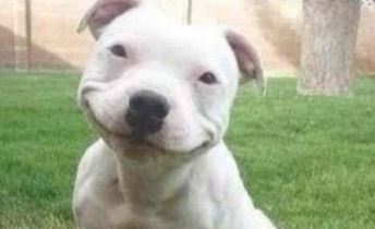 Koira hymyilee