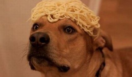 Koiran päässä spagettia