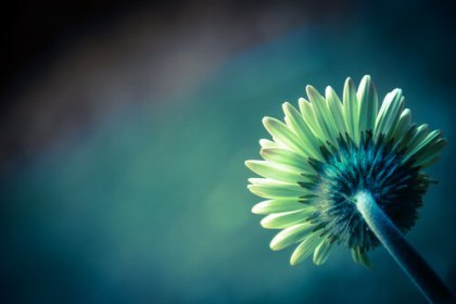 Kukka - virheiden poistaminen