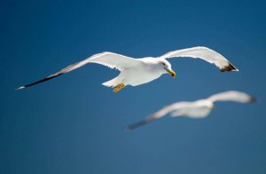 Syy ei ole sinussa, vaan minussa...