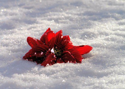 Kukka lumessa ja romanttinen rakkaus