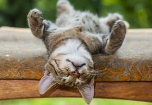 4 torkkumisen psykologista hyötyä