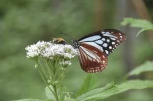 Lennä kuin perhonen, pistä kuin ampiainen