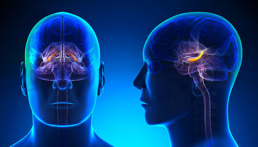 Aivotoiminta ja hippokampus