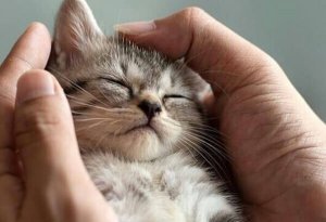 Kissojen kanssa vietetty aika ei ole hukkaan heitettyä aikaa