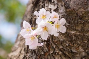 Mikä tekee toisista ihmisistä muita kestävämpiä