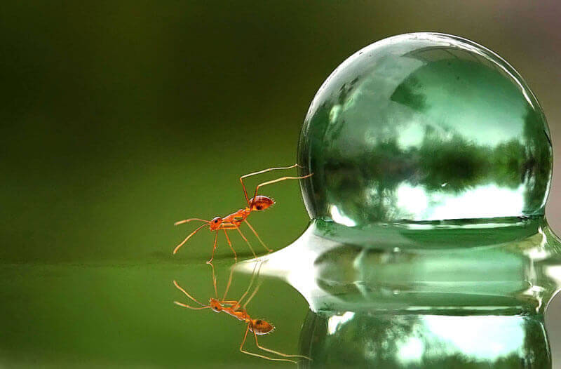 Muurahainen ja vesikupla