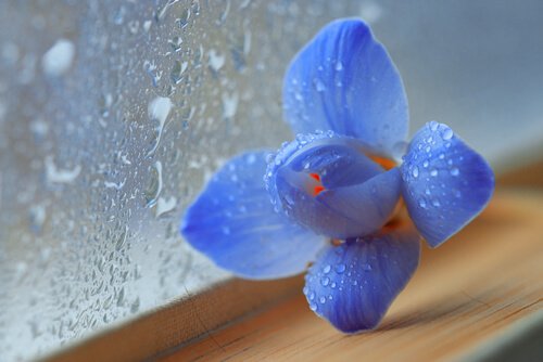 Sininen kukkanen
