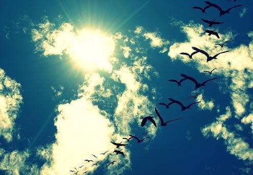 Linnut taivaalla