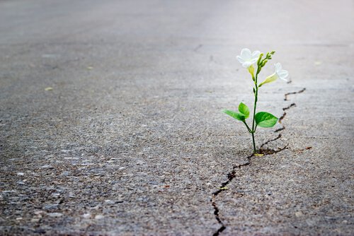 Optimistinen kukka asfaltin halkeamassa