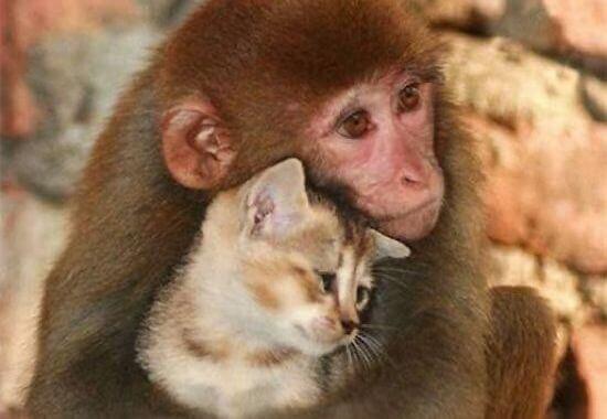 Apina ja kissa