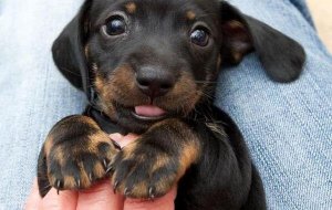 Eläimen rakkaus on ainutlaatuista