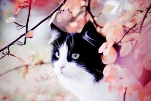 Tarina täplikkäästä kissasta ja Sinha-pääskysestä