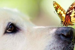 Miksi tunteet vaikuttavat meihin kohtuuttomasti?