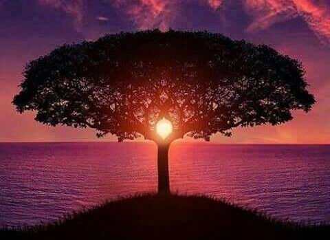 Puu ja auringonlasku