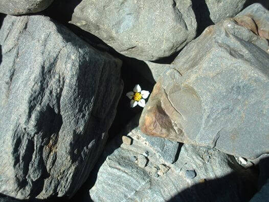 kukka ja kallio