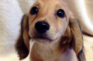 Eläinten silmät puhuvat ainutlaatuista kieltä