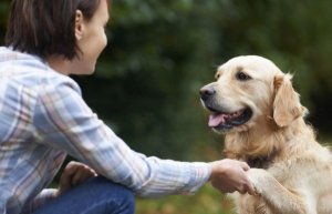 Kuinka koirat tunnistavat kasvot?