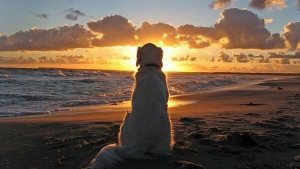 Mitä koirat voivat opettaa meille ongelmista?