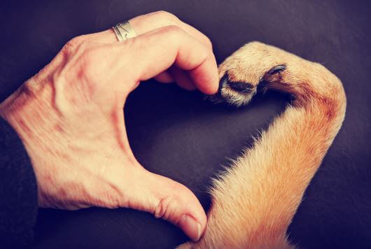 sydän ihmisen kädellä ja koiran tassulla