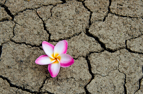 kukka kuivuneessa maassa