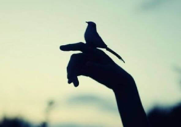 lintu ihmisen kädellä