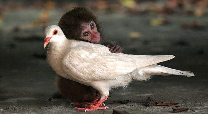 Apina halaa kyyhkystä