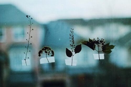 ikkunaan teipatut kasvit