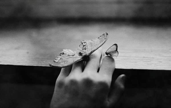 kädessä perhosia