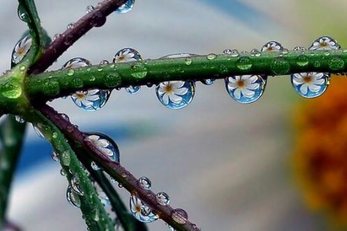 kukkia vesipisaroissa