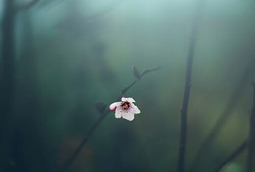 pieni yksinäinen kukka