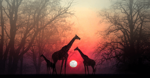 Anna aikaa sielulle: kaunis tarina Afrikasta