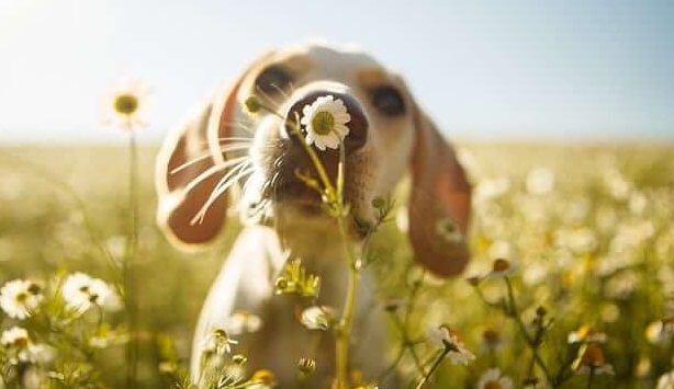 koiranpentu haistelee kukkaa