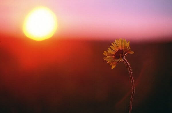 Auringonlasku ja kukka