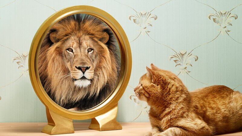 kissa näkee itsensä leijonana