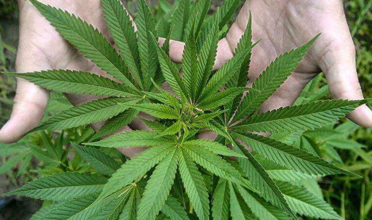 marihuanaa kasvina