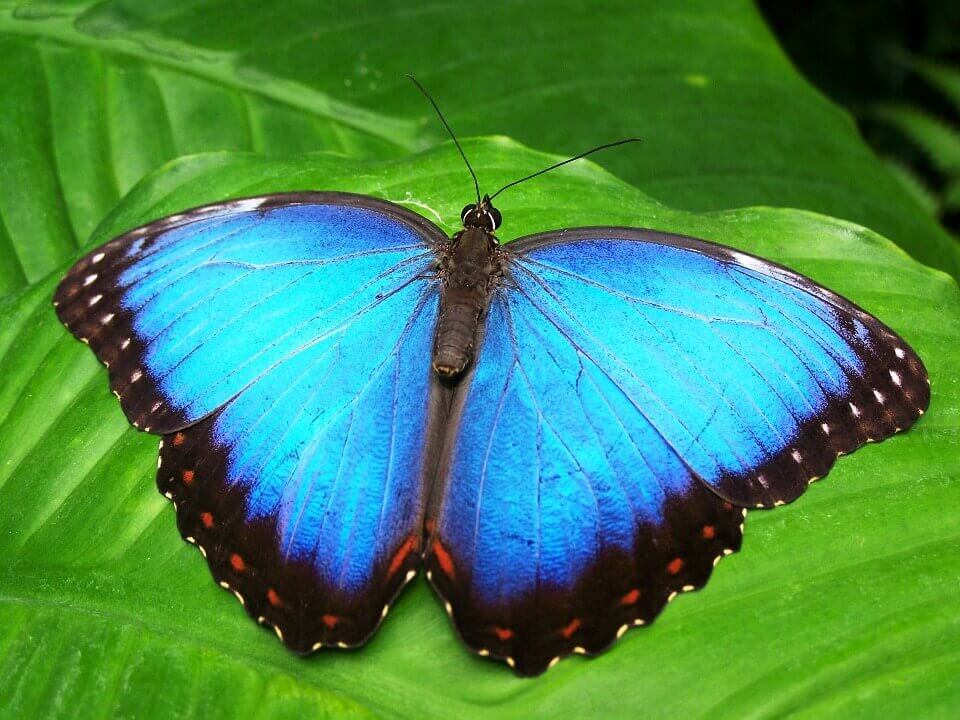 sinisen perhosen muutostarina