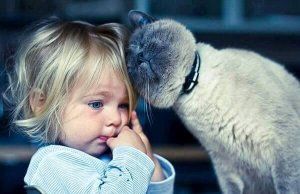 Kissaterapia: 5 hyötyä kissojen kanssa elämisestä