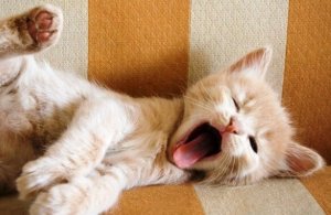 Tiedätkö mitä haukottelu merkitsee?