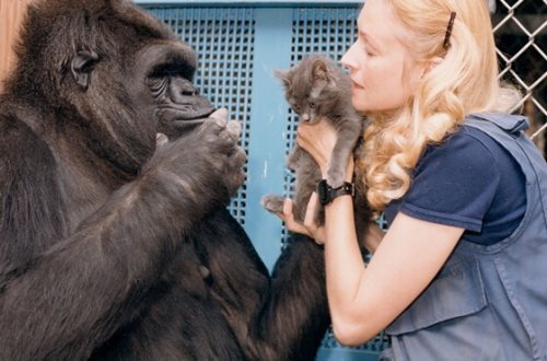 Maailman älykkäimmän gorillan Kokon suloinen tarina