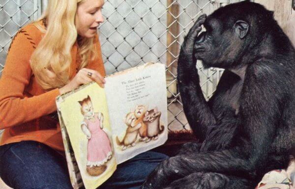 Patterson lukee kirjaa gorilla Kokolle