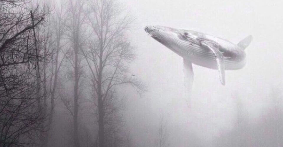 valas ui puiden yläpuolella