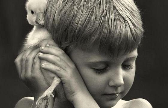 pinei lapsi halaa ankanpoikaa