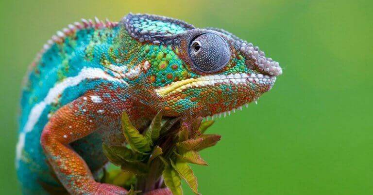 sosiaaliset kameleontit