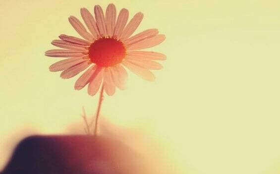 yksi kukka auringossa