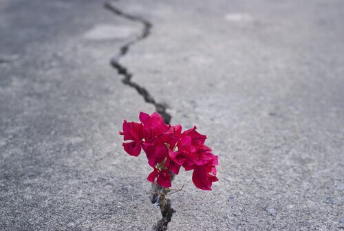 kukka kasvaa asfaltin kolosta