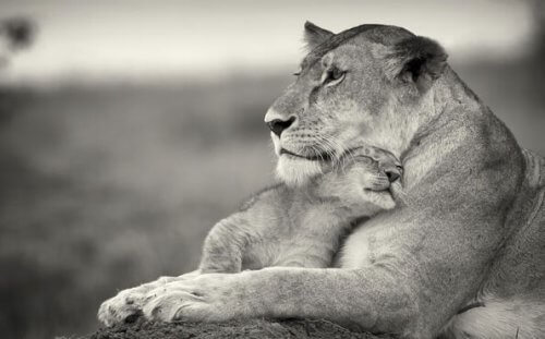 leijonaäiti ja -vauva