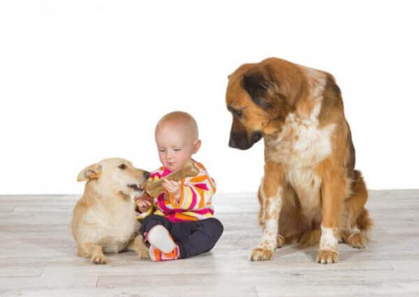 mustasukkainen koira, toinen koira ja vauva