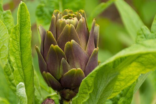 rakkaus saapuu varoittamatta: se olikin artisokka